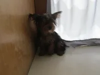 Oscar, a male Yorkipoo for sale in Shipshewana, IN – 4 of 4
