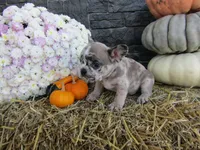 Milo, a female French Bulldog and Frenchton for sale in Shipshewana, IN – 2 of 7