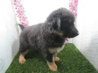 JORGE, a male German Shepherd Dog for sale in Shipshewana, IN – 5 of 7