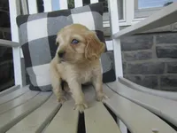Janna, a female Cocker Spaniel for sale in Shipshewana, IN – 3 of 4