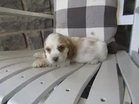 Carla, a male Cocker Spaniel for sale in Shipshewana, IN – 4 of 5