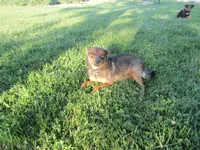 Bear , a male Shetland Sheepdog and Miniature Australian Shepherd for sale in Shipshewana, IN – 7 of 7