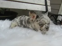 Brody, a male French Bulldog for sale in Shipshewana, IN – 6 of 7