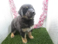 JORGE, a male German Shepherd Dog for sale in Shipshewana, IN – 2 of 7