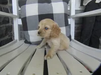 Janna, a female Cocker Spaniel for sale in Shipshewana, IN – 1 of 4