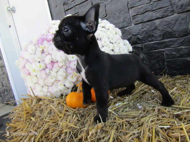 Bella – French Bulldog, Frenchton puppy for sale in Shipshewana, IN