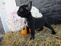 Bella, a female French Bulldog and Frenchton for sale in Shipshewana, IN – 3 of 5