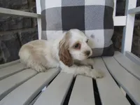 Carla, a male Cocker Spaniel for sale in Shipshewana, IN – 5 of 5