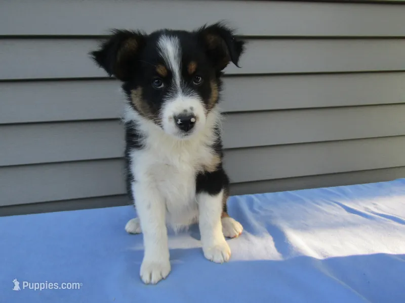 Bubbles – Shetland Sheepdog, Miniature Australian Shepherd puppy for sale in Shipshewana, IN