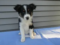 Bubbles, a female Shetland Sheepdog and Miniature Australian Shepherd for sale in Shipshewana, IN – 1 of 3