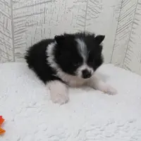 Mylee, a female Pomeranian for sale in Shipshewana, IN – Photo 4 of 6