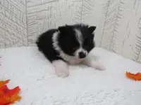 Mylee, a female Pomeranian for sale in Shipshewana, IN – Photo 4 of 6