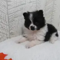 Mylee, a female Pomeranian for sale in Shipshewana, IN – Photo 1 of 6