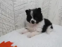 Mylee, a female Pomeranian for sale in Shipshewana, IN – Photo 1 of 6