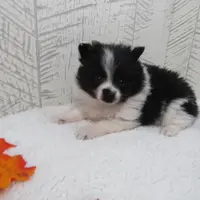 Mylee, a female Pomeranian for sale in Shipshewana, IN – Photo 2 of 6