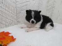 Mylee, a female Pomeranian for sale in Shipshewana, IN – Photo 2 of 6