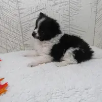 Mylee, a female Pomeranian for sale in Shipshewana, IN – Photo 6 of 6