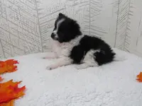 Mylee, a female Pomeranian for sale in Shipshewana, IN – Photo 6 of 6