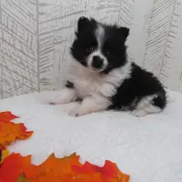 Mylee, a female Pomeranian for sale in Shipshewana, IN – Photo 5 of 6