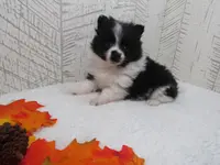 Mylee, a female Pomeranian for sale in Shipshewana, IN – Photo 5 of 6