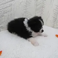 Mylee, a female Pomeranian for sale in Shipshewana, IN – Photo 3 of 6