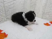 Mylee, a female Pomeranian for sale in Shipshewana, IN – Photo 3 of 6