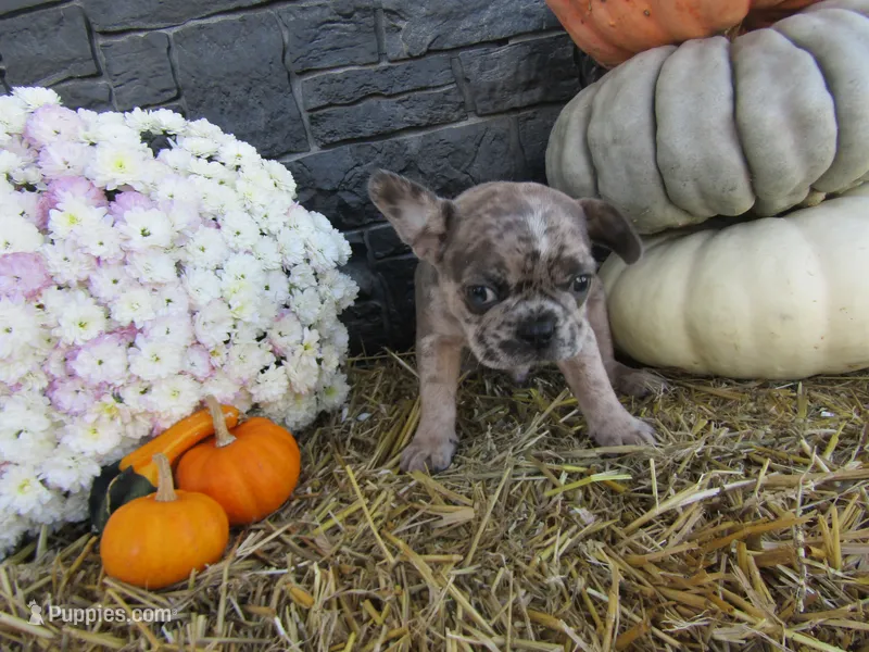 Leo – French Bulldog, Frenchton puppy for sale in Shipshewana, IN