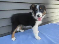 Bubbles, a female Shetland Sheepdog and Miniature Australian Shepherd for sale in Shipshewana, IN – 2 of 3
