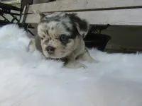 Gus, a male French Bulldog for sale in Shipshewana, IN – 4 of 6