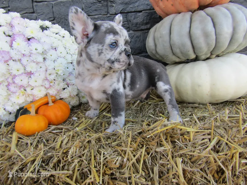 Max – French Bulldog, Frenchton puppy for sale in Shipshewana, IN