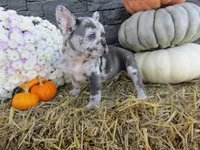 Max, a female French Bulldog and Frenchton for sale in Shipshewana, IN – 1 of 7