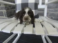 Jade , a female Cocker Spaniel for sale in Shipshewana, IN – 1 of 5