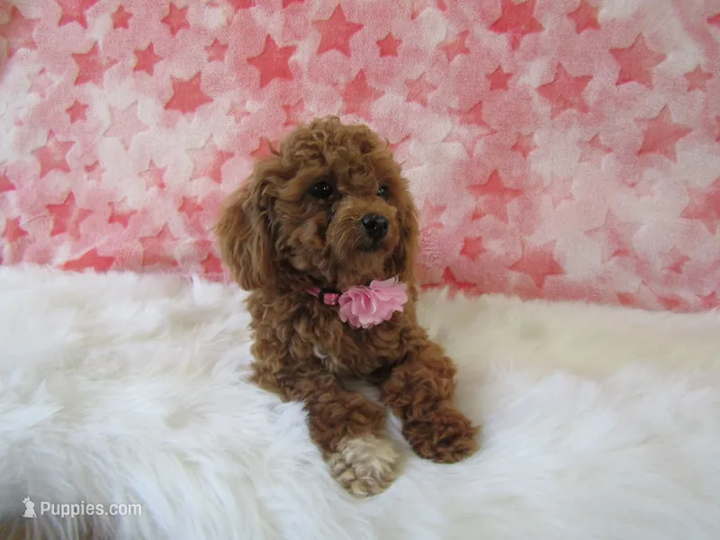 Riley Teacup – Poodle - Toy  puppy for sale in Shipshewana, IN