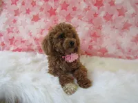 Riley Teacup, a female Poodle - Toy  for sale in Shipshewana, IN – 1 of 8