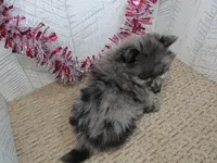 Austin, a male Pomeranian for sale in Shipshewana, IN – 4 of 5