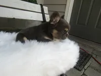 Theo, a male French Bulldog for sale in Shipshewana, IN – 3 of 5