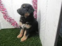 JORGE, a male German Shepherd Dog for sale in Shipshewana, IN – 4 of 7