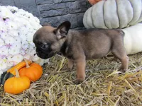 Charlie, a female French Bulldog and Frenchton for sale in Shipshewana, IN – 3 of 5