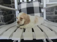Jaki, a female Cocker Spaniel for sale in Shipshewana, IN – 3 of 5