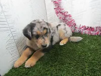 Jake, a male German Shepherd Dog for sale in Shipshewana, IN – 5 of 5
