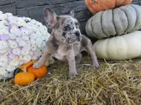 Milo, a female French Bulldog and Frenchton for sale in Shipshewana, IN – 7 of 7