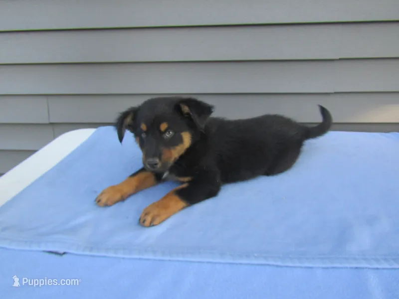 Bentley – Shetland Sheepdog, Miniature Australian Shepherd puppy for sale in Shipshewana, IN