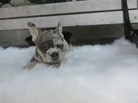 Jake, a male French Bulldog for sale in Shipshewana, IN – 2 of 5