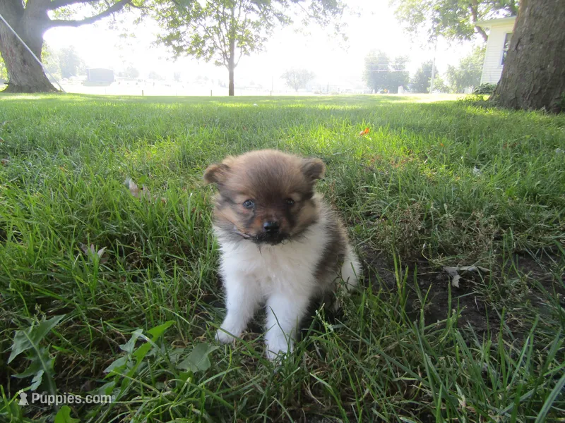 Sally – Pomeranian puppy for sale in Shipshewana, IN