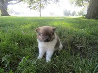 Sally, a female Pomeranian for sale in Shipshewana, IN – 1 of 6