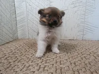 Sally, a female Pomeranian for sale in Shipshewana, IN – 5 of 6