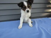Brody, a male Shetland Sheepdog and Australian Shepherd for sale in Shipshewana, IN – 3 of 3