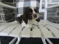 Jade , a female Cocker Spaniel for sale in Shipshewana, IN – 4 of 5