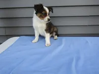 Brody, a male Shetland Sheepdog and Miniature Australian Shepherd for sale in Shipshewana, IN – 2 of 2