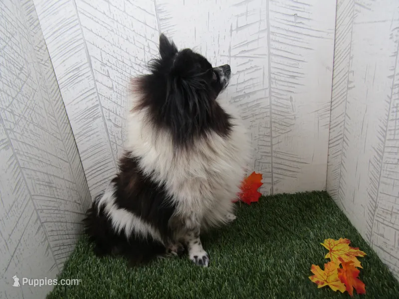 Vera  – Pomeranian puppy for sale in Shipshewana, IN